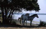 Escursione a cavallo nelle Valli di Argenta