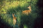 Excursion to the Bosco Mesola Nature Reserve