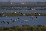 Fauna Valli di Comacchio